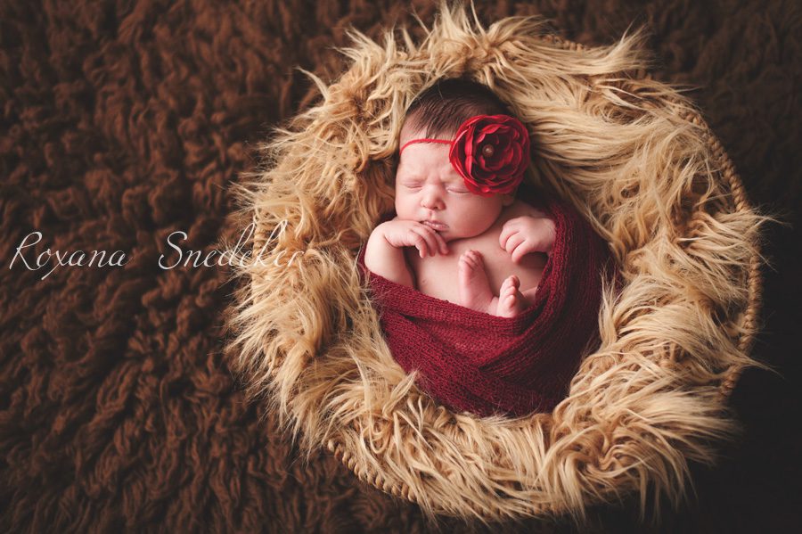 Noblesville Indiana newborn photographer, Carmel Newborn Photographer, Westfield Indiana, Cicero indiana, roxana Snedeker
